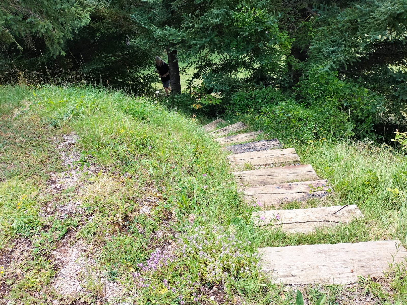 Camí amb escales al jardí