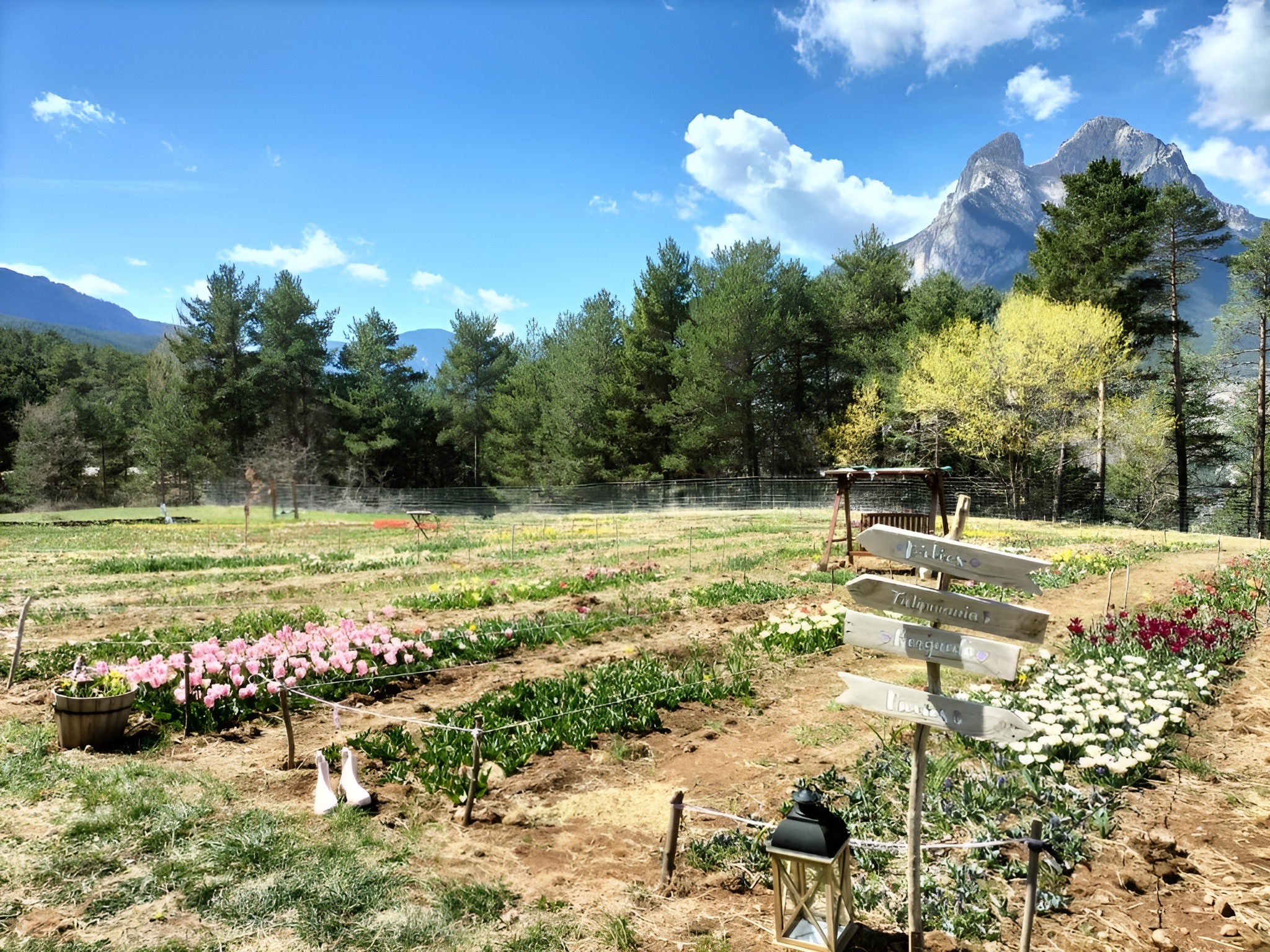 Camps i flors amb el Pedraforca
