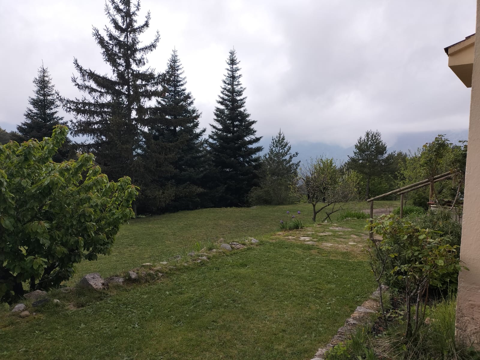 El jardí amb pins