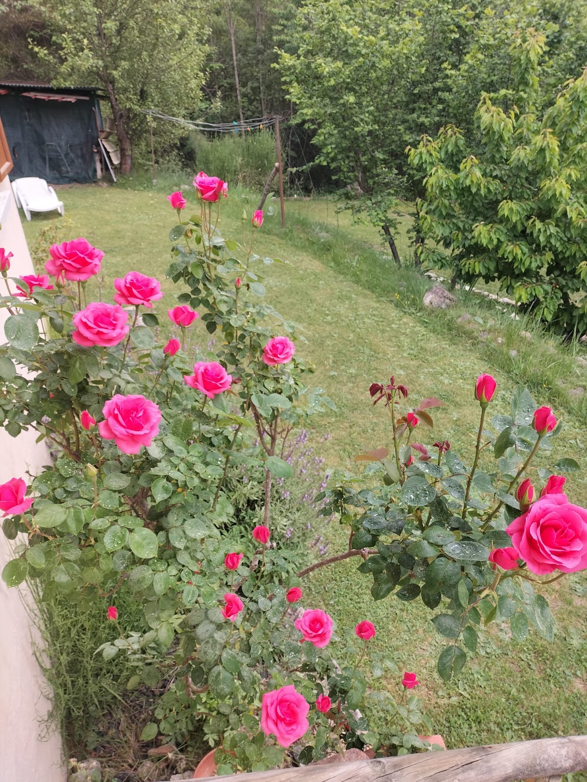 Roses al jardí